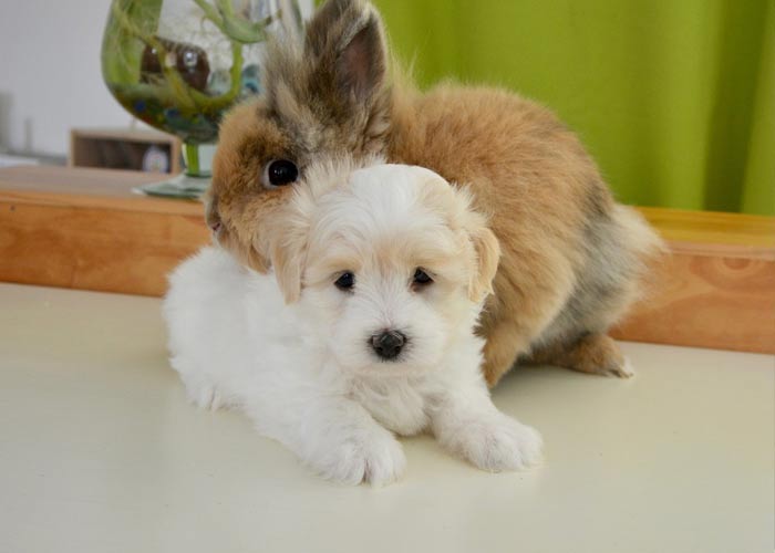 Conejo y perrito juntos