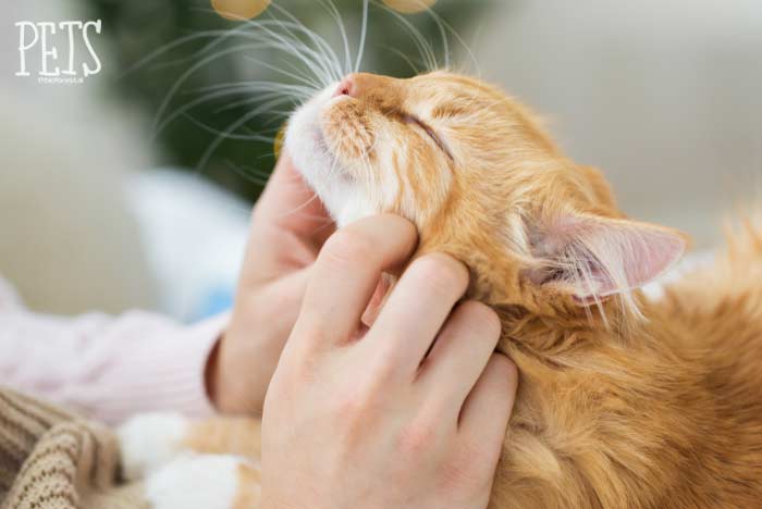 tranquilizar gato antes de limpiar sus orejas