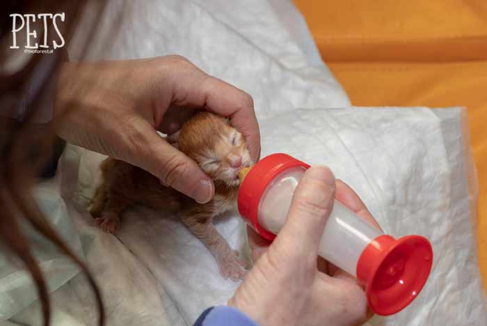 calcular Días laborables tomar Cómo alimentar a un gato recién nacido? | Pets Bioforestal