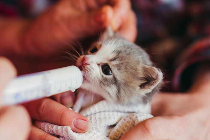 Sistemáticamente nacido reserva Cómo alimentar a un gato recién nacido? | Pets Bioforestal