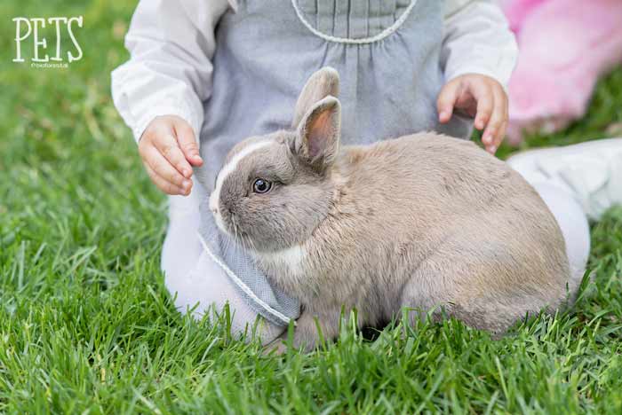 Plantas tóxicas y peligrosas para los conejos | Pets Bioforestal