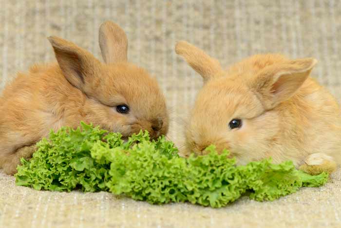 Plantas tóxicas y peligrosas para los conejos | Pets Bioforestal