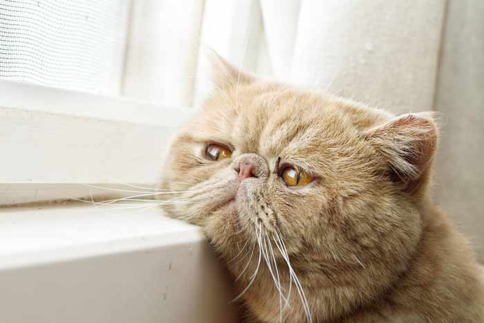 Depresión en Gatos, síntomas y Causas | Pets Bioforestal