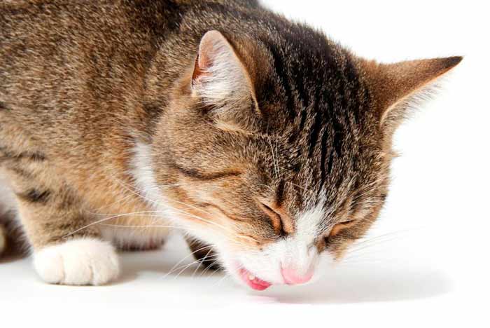 Asma en Gatos. Aprende a el Asma felina | Pets Bioforestal