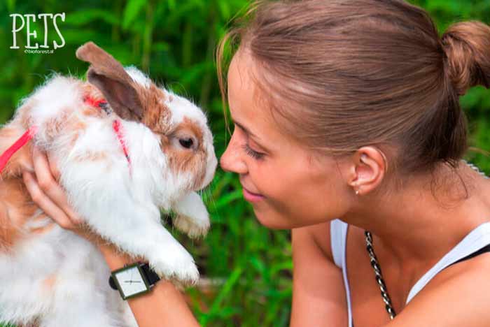 Embarazo y conejos, todo lo que debes saber | Pets Bioforestal