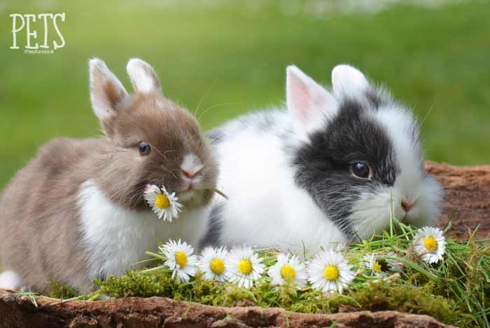 Cómo es el celo en los conejos macho y hembra? | Pets Bioforestal