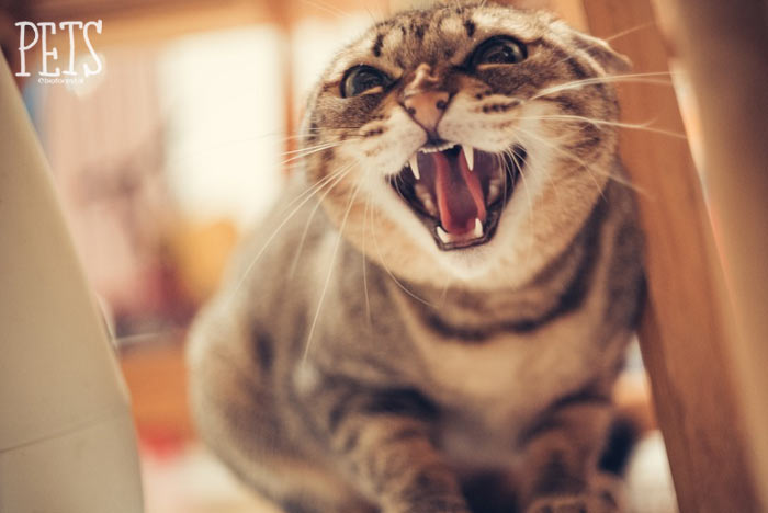 Arbitraje envase flauta Mi gato me ataca ¿causas? ¿cómo evitarlo? | Pets Bioforestal