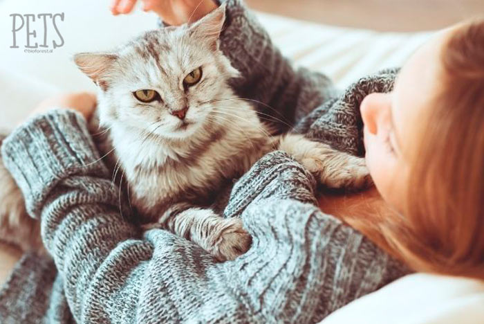 ¿Cuánto dura el celo de una gata?